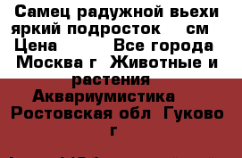 Самец радужной вьехи яркий подросток 15 см › Цена ­ 350 - Все города, Москва г. Животные и растения » Аквариумистика   . Ростовская обл.,Гуково г.